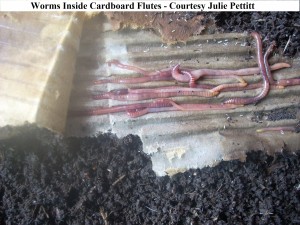 worms in cardboard Julie Pettitt wm         